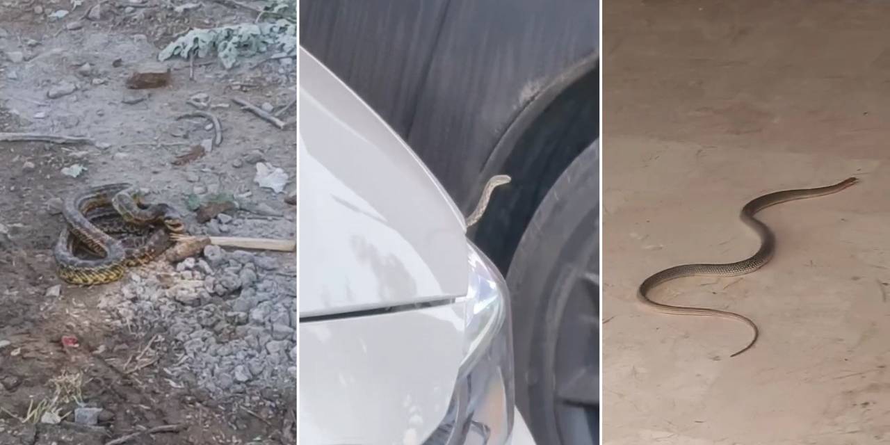 İlçeyi yılanlar istila etti! Belediyeden yurttaşlar kritik uyarı