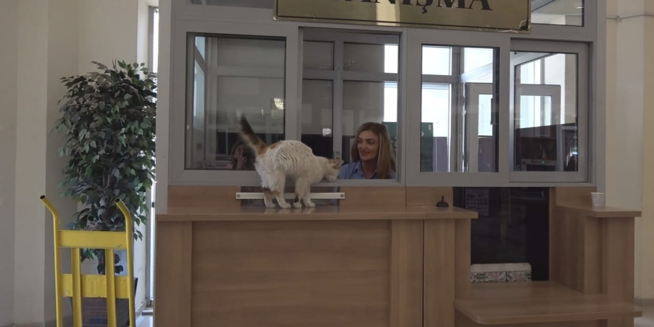 Bu adliyede 'Adalet' var