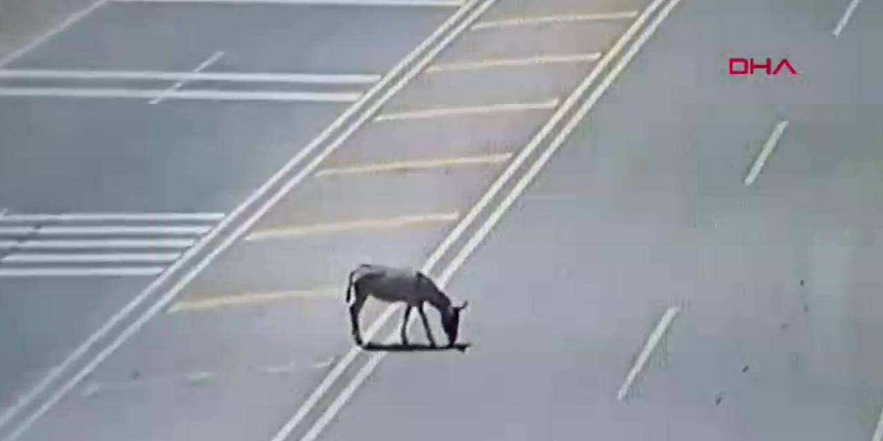 Yolda gezen eşek ekipleri alarma geçirdi