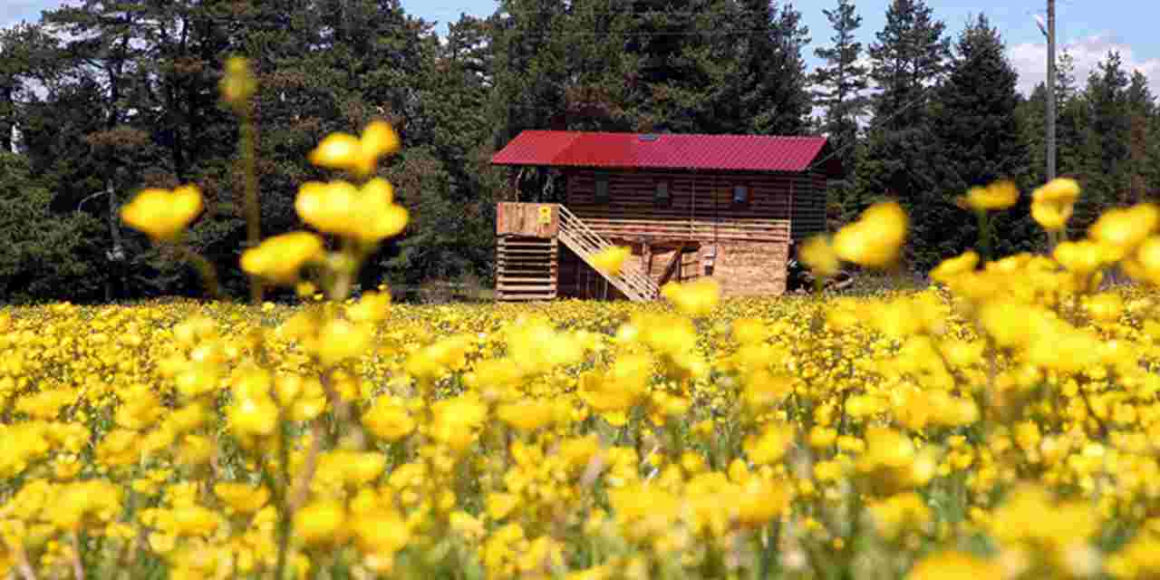 Kastamonu yaylaları baharın tüm güzelliklerini sergiliyor!