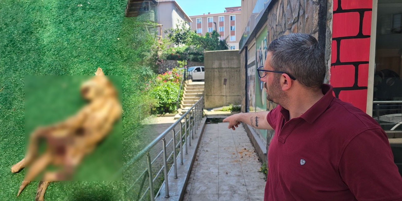 Kedilere akılalmaz vahşet: Aklımız almıyor!