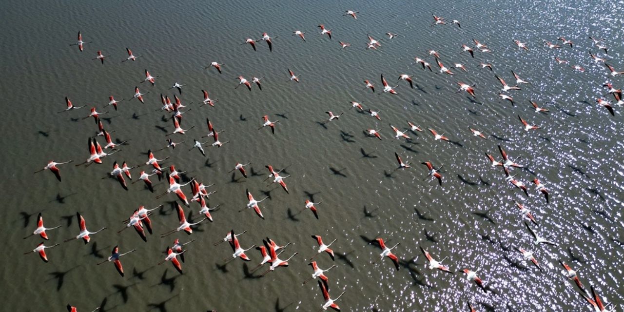 Gecikmeli misafirler Ulaş Gölü’nü şenlendirdi