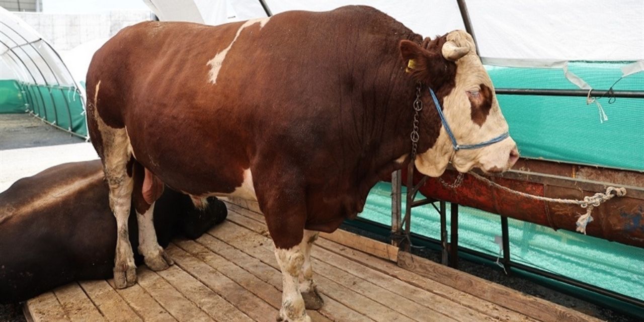 Bağcılar kurban pazarında 1 ton 150 kilo ağırlığında ‘Şampiyon’ tosun