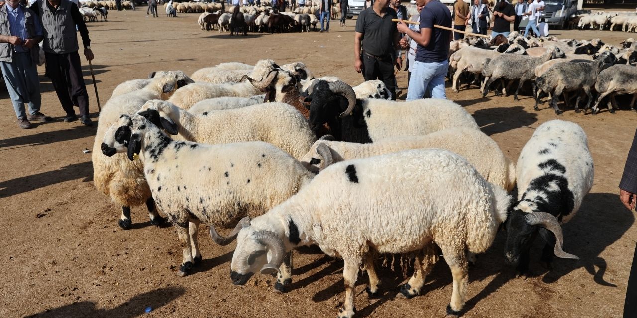 Kurban Bayramı yaklaşıyor: Şanlıurfa hayvan pazarları canlandı