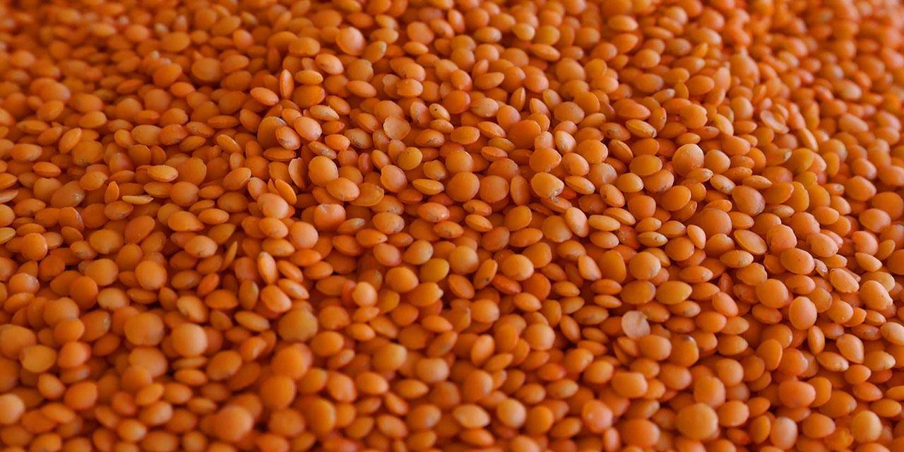 Mercimek hasadına başlandı: Ürünlerde düşüş olacak