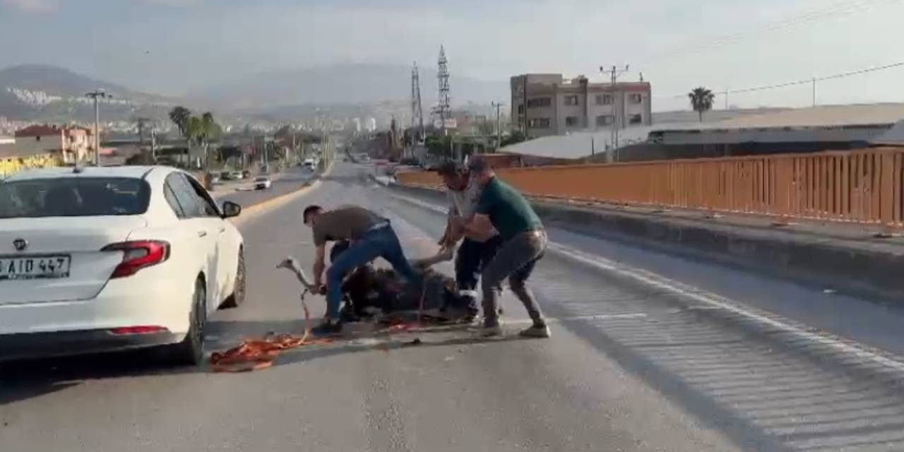 Çiftlikten kaçan deve kuşu caddeyi birbirine kattı