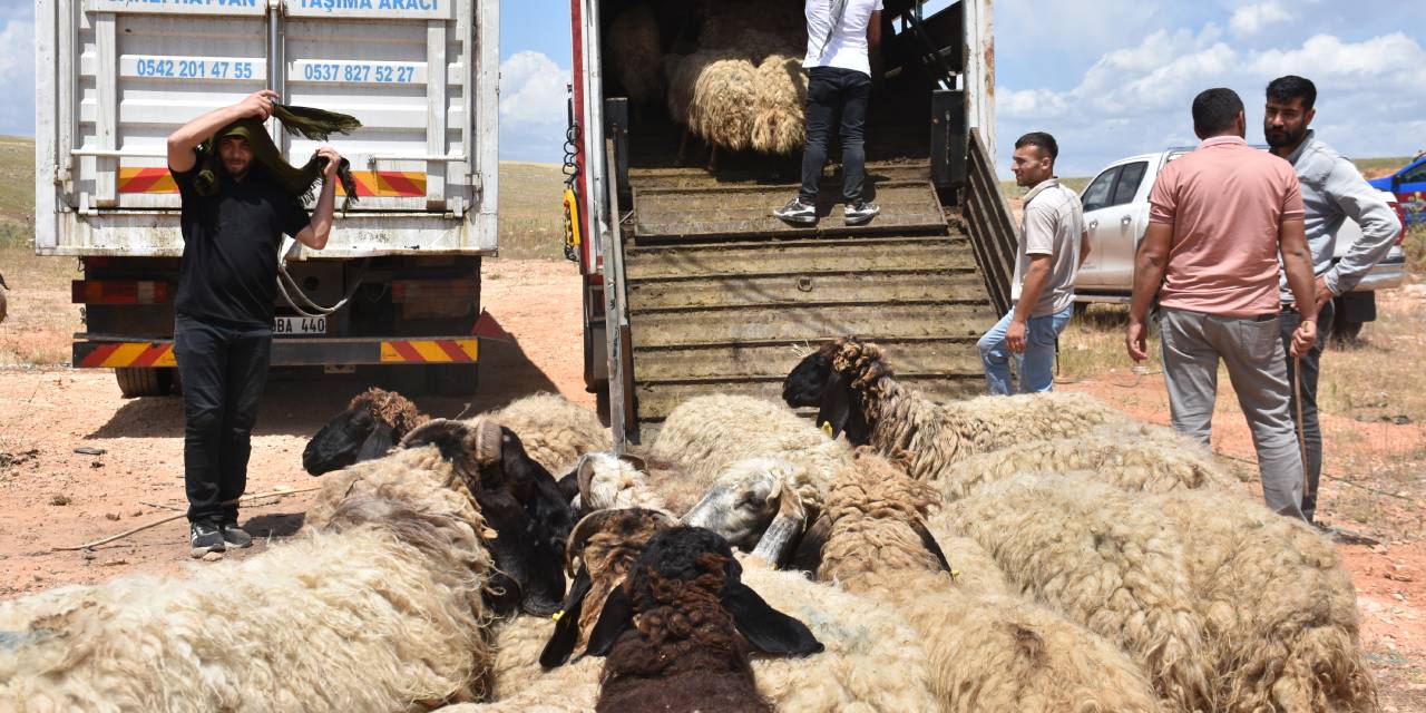 Havalar ısındı yayla yolu göründü: Şırnak'ta göçerlerin zorlu serüveni başladı