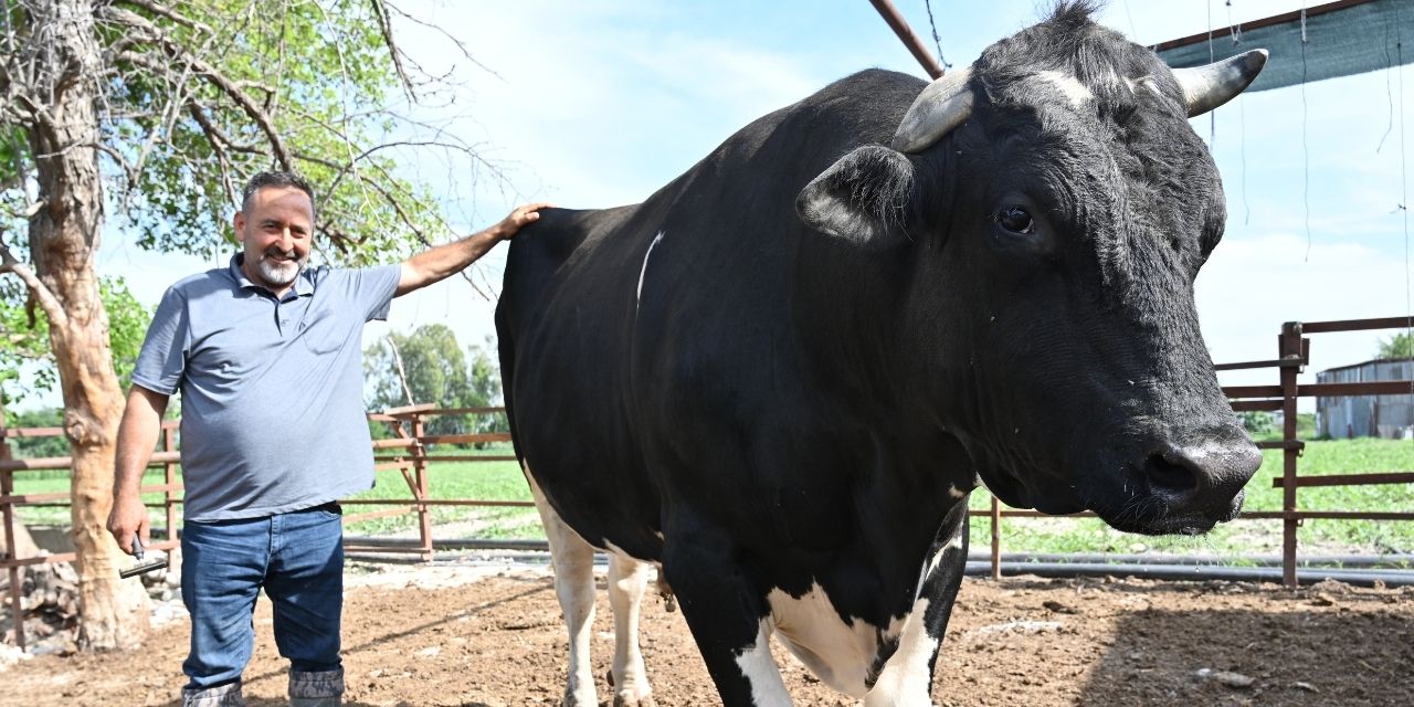 Bayramın gözdesi: 1.2 tonluk kurbanlık boğa satıcısını bekliyor