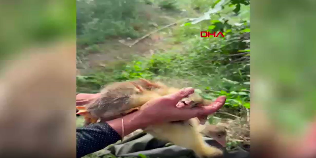Su kuyusuna düşen ördek ve yavrularını itfaiye kurtardı