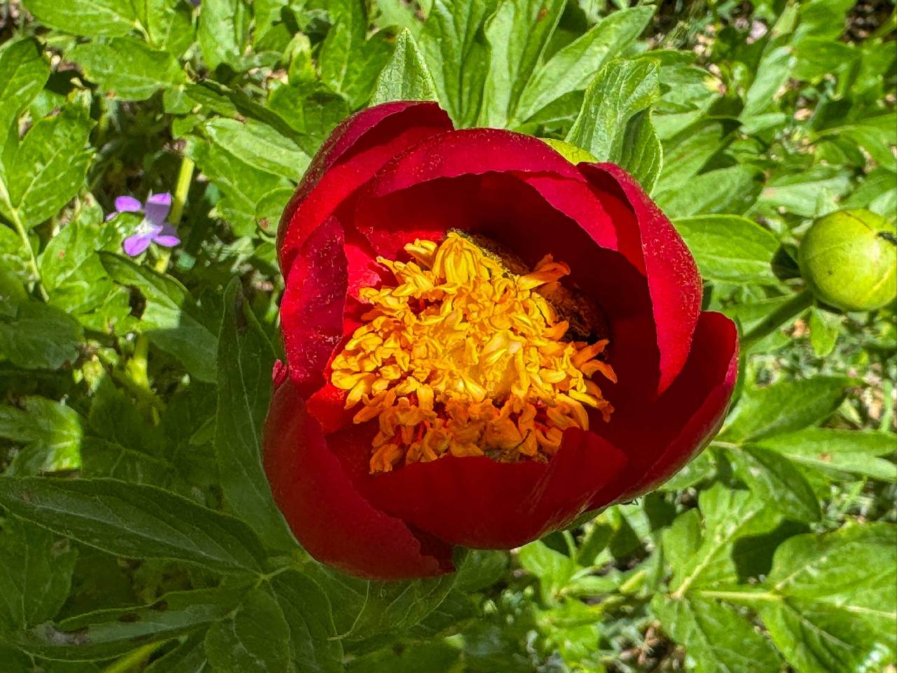 Bu laleye dokunanın cezası 550 bin TL