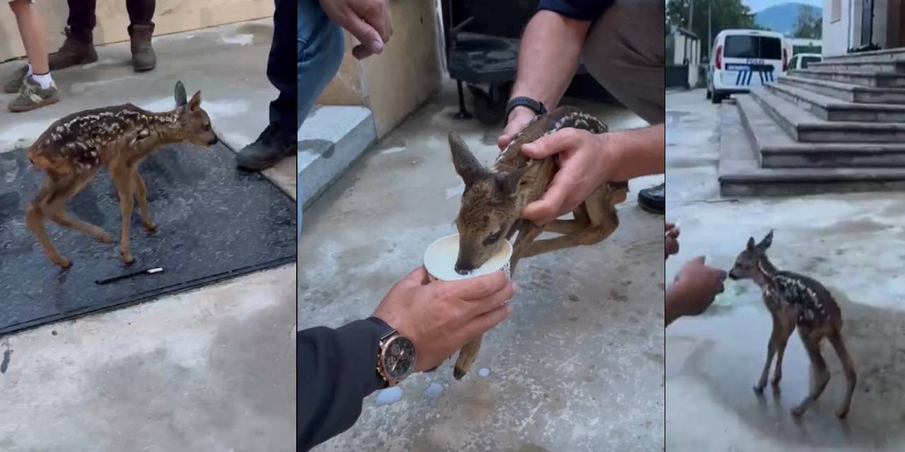 Yolunu kaybeden yavru karaca polis merkezine sığındı