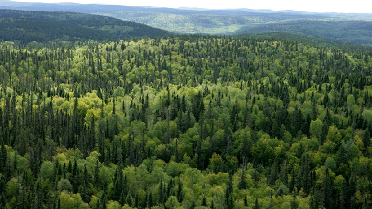 Torba yasa geçti: Orman talanı daha da kolaylaştı