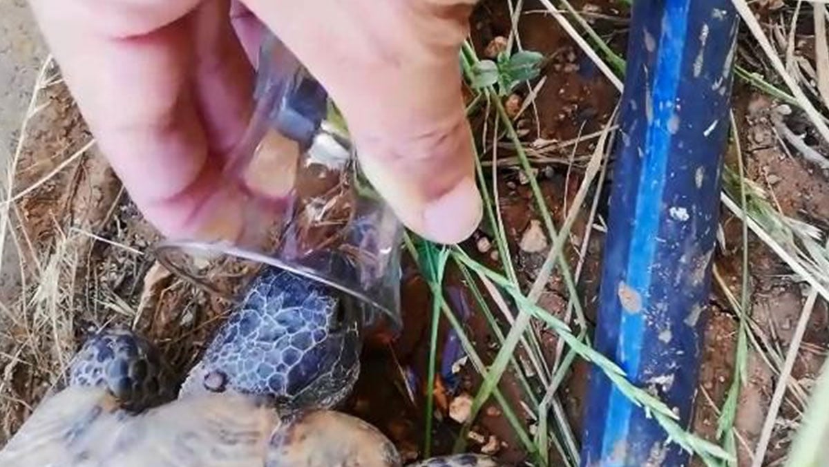 Diyarbakır'da bir kişi, sıcaktan bunalan kaplumbağaya bardaktan su içirdi