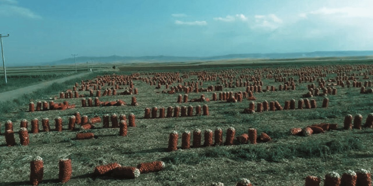 Satamadı bedava dağıttı: Duyan koştu, kova kova topladı