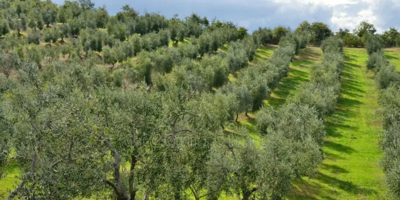 Tarlada yetişiyor, şehirde servet ediyor! kilosu dudak uçuklatıyor
