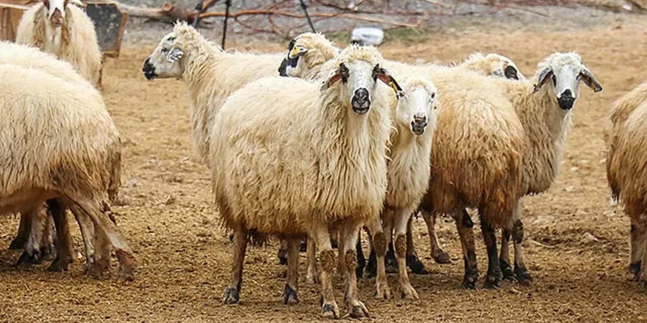 Sahte kurbanlık ilanıyla 5 milyon liralık vurgun!