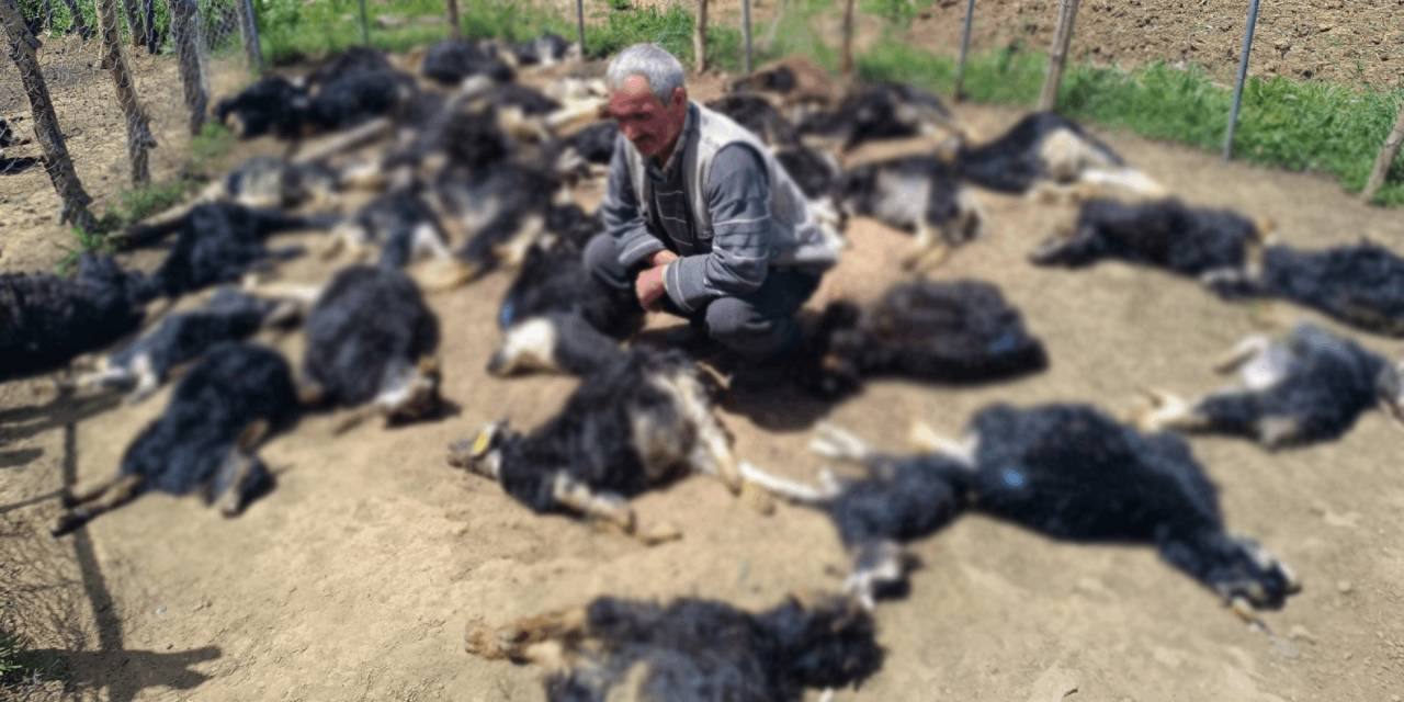 Bingöl’de gece sessizliğini kurtlar bozdu: Küçükbaş hayvanlar telef oldu