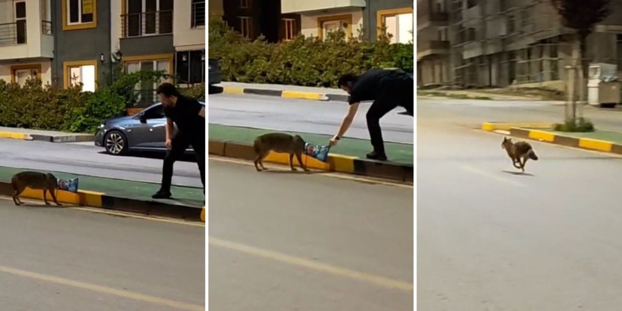 Başına poşet takılan çakalı vatandaş kurtardı