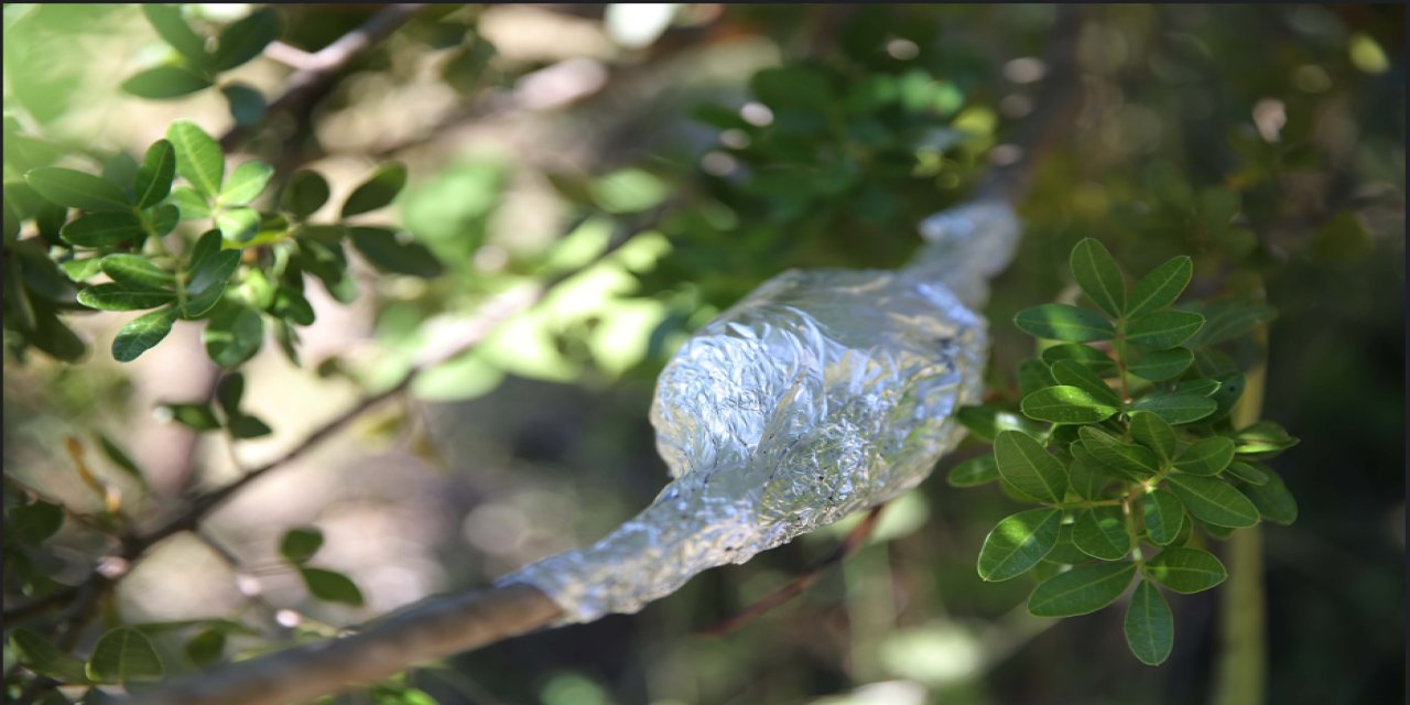 Muğla'nın altın damlayan ağacı geri dönüyor: