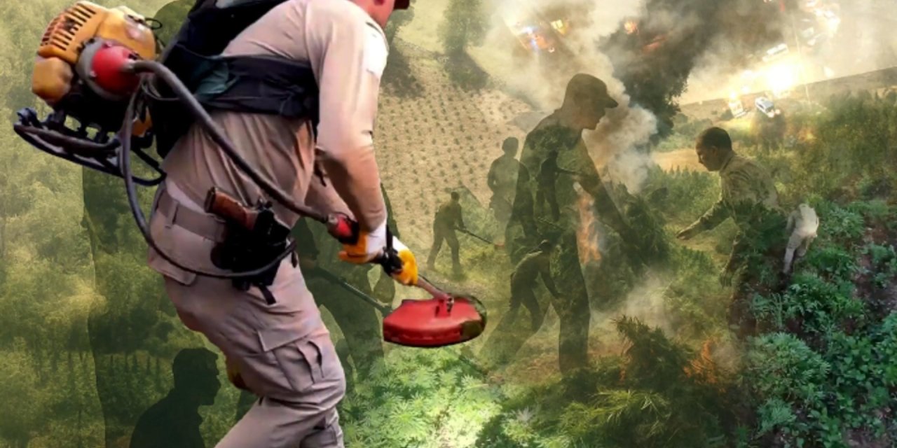 Milyonlarca kenevir Diyarbakır'da yakalandı