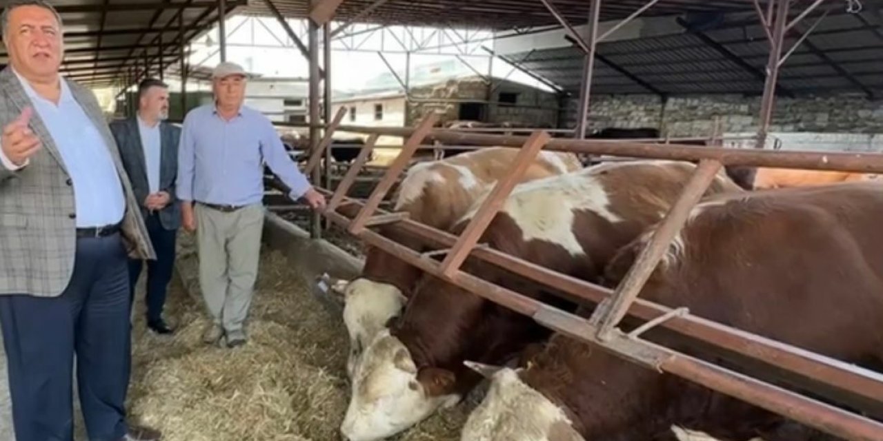 CHP'li Gürer'den iktidara tepki: Yerli hayvancılık desteklenmiyor ithalat yapılıyor