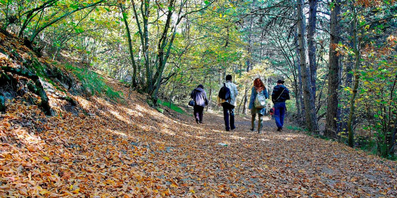 Ormanlara girişler yasaklandı: Tarih verildi