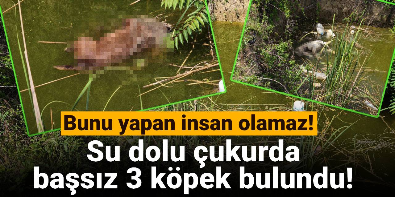 Su dolu çukurda  başsız 3 köpek bulundu!