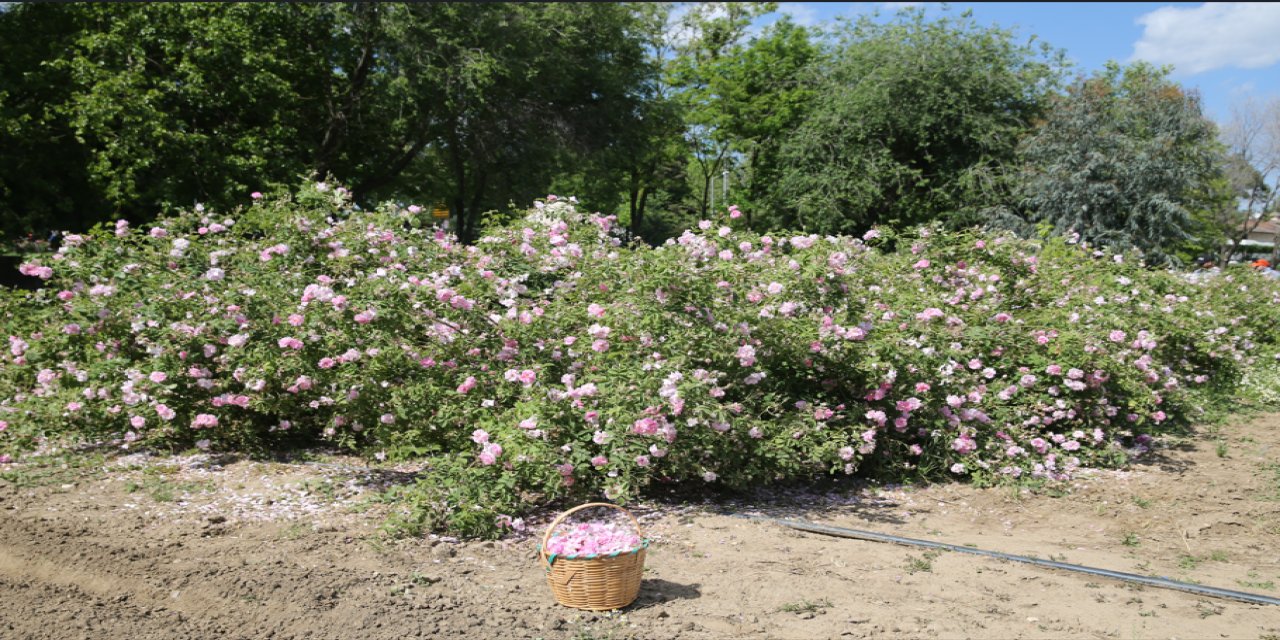 Edirne’nin saray gülü diriliyor: