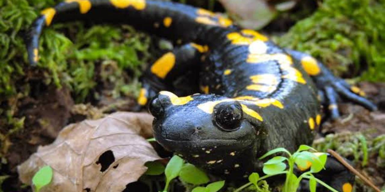 Kayserili dayanamadı: Yarısını alırım