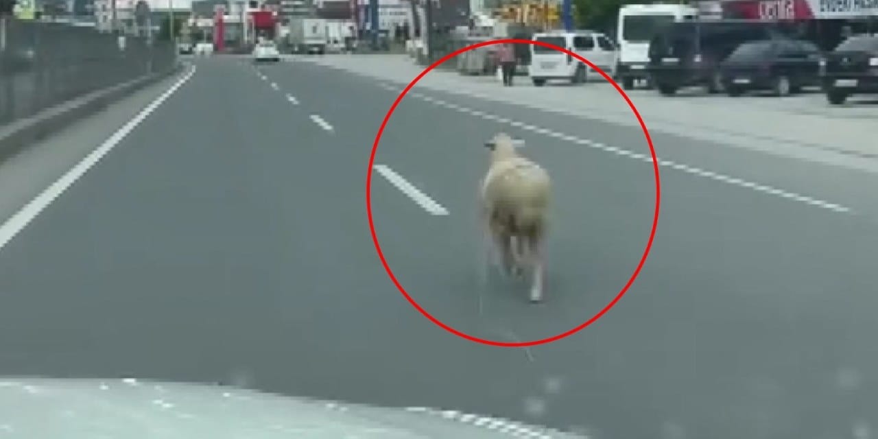 Kurbanlık koyun özgürlüğüne koştu