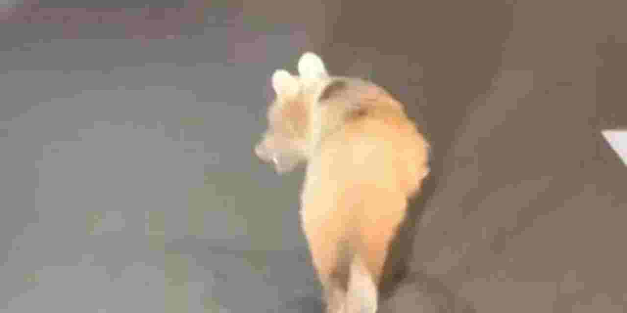 Yiyecek arayan yavru ayı Zigana Tüneli’ne girdi