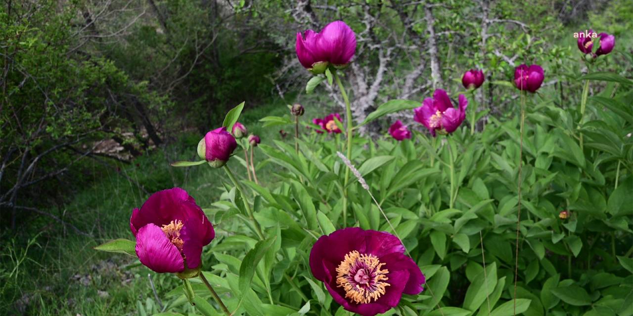 Endemik Cehrilik lalesi için jandarma görevde