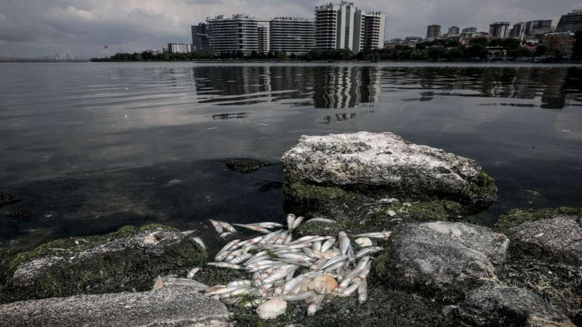 İstanbul'da tedirgin eden balık ölümleri