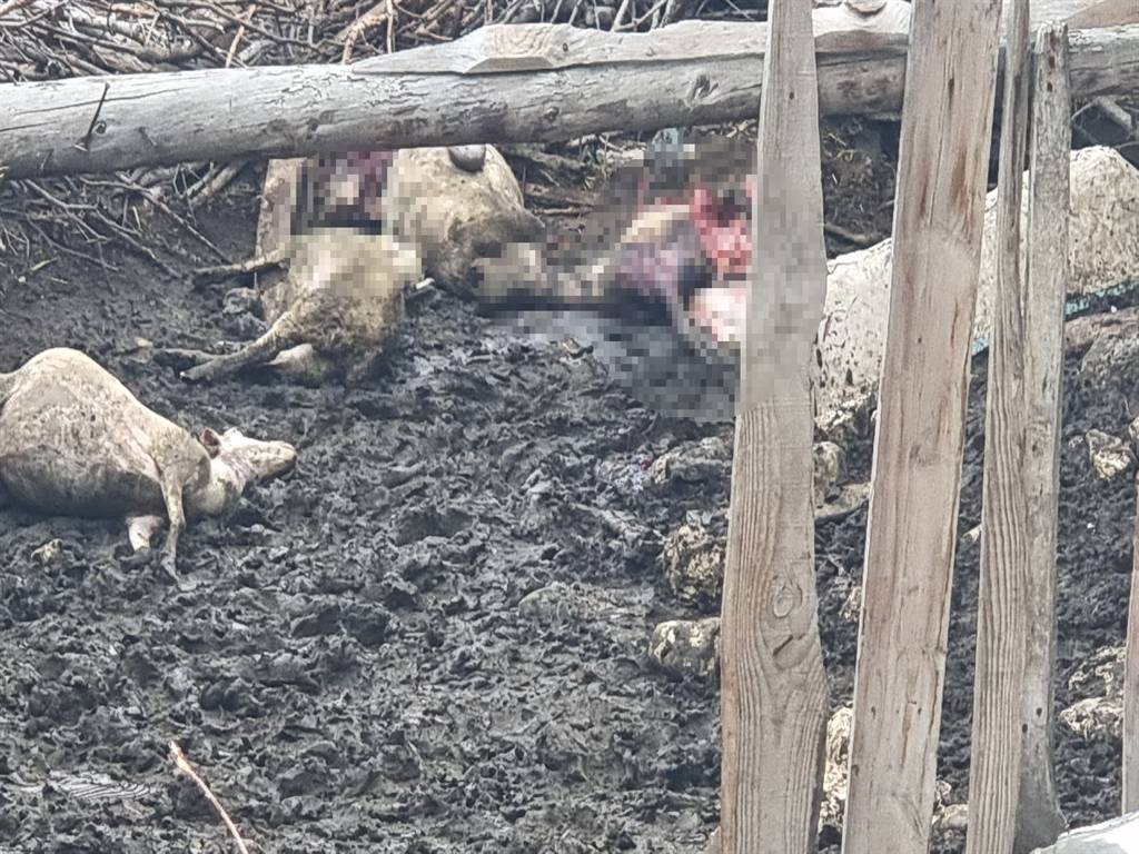 Kütahya'da kurtların saldırdığı 11 koyun öldü