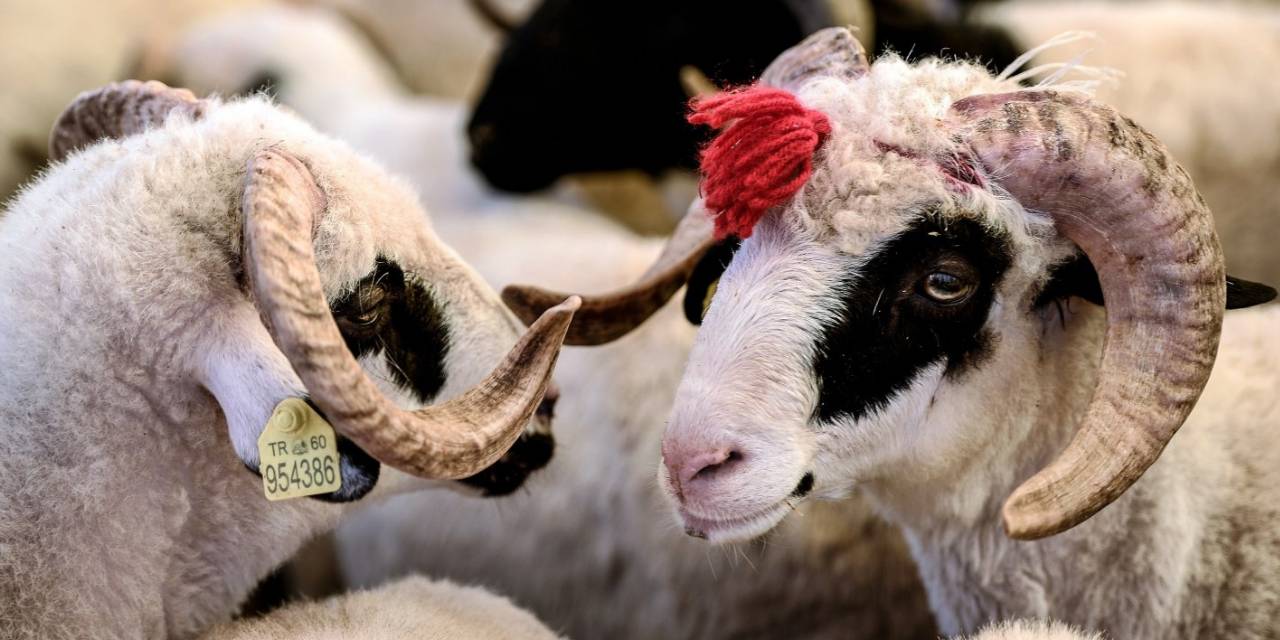 Emekli kurbanlık almanın yolunu buldu!