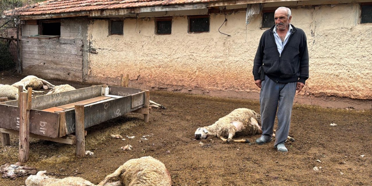 Ağıla giren kurtlar, kuzulara dokunmadan çıktı
