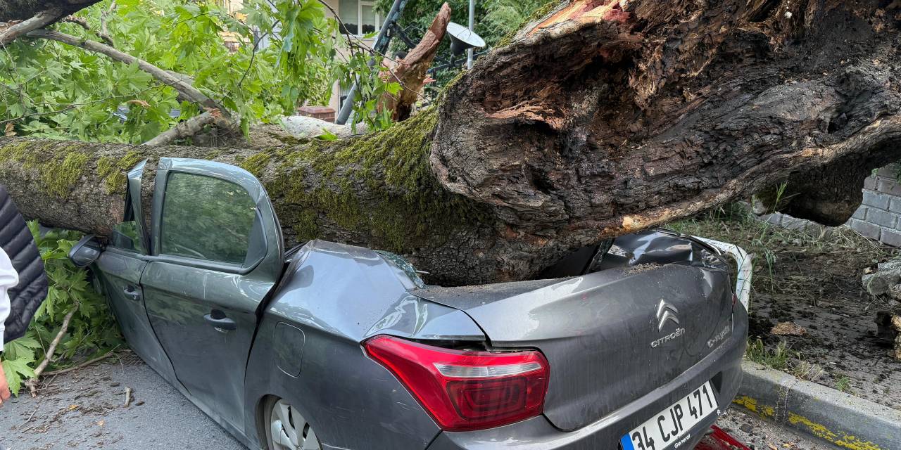150 yıllık ağaç otomobillerin üzerine devrildi