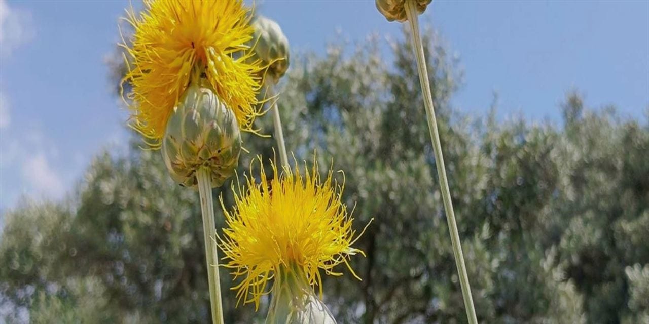 Bu çiçeği koparmanın cezası tam 557 bin TL!