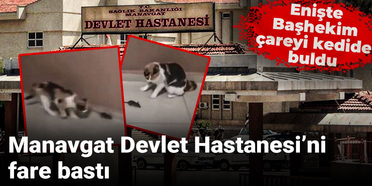 Manavgat Devlet Hastanesi'ni fare bastı: Enişte Başhekim çareyi kedide buldu