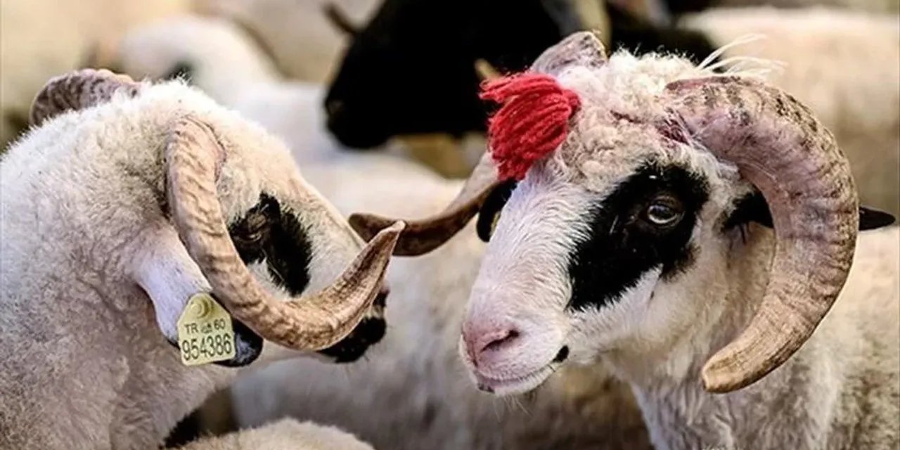 Kurban keseceklerin tadını kaçıracak: Resmen açıklandı