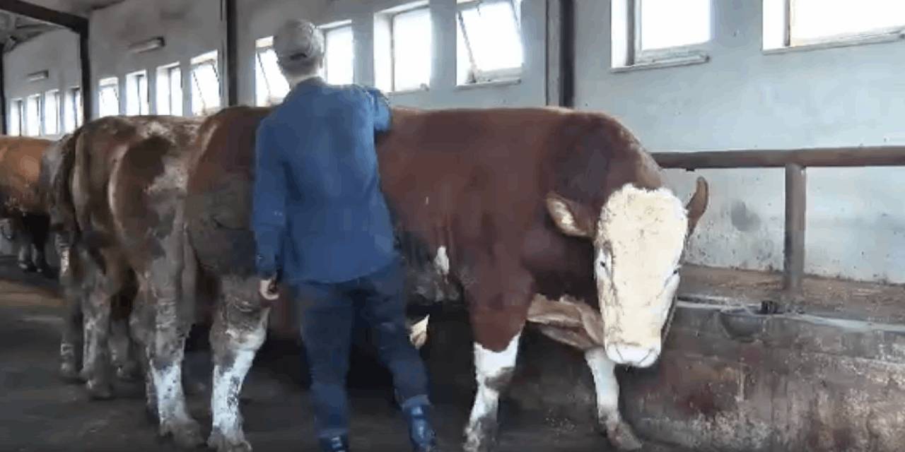 Bingöl'ün 1 tonluk 'Şampiyon'u'  alıcısını bekliyor