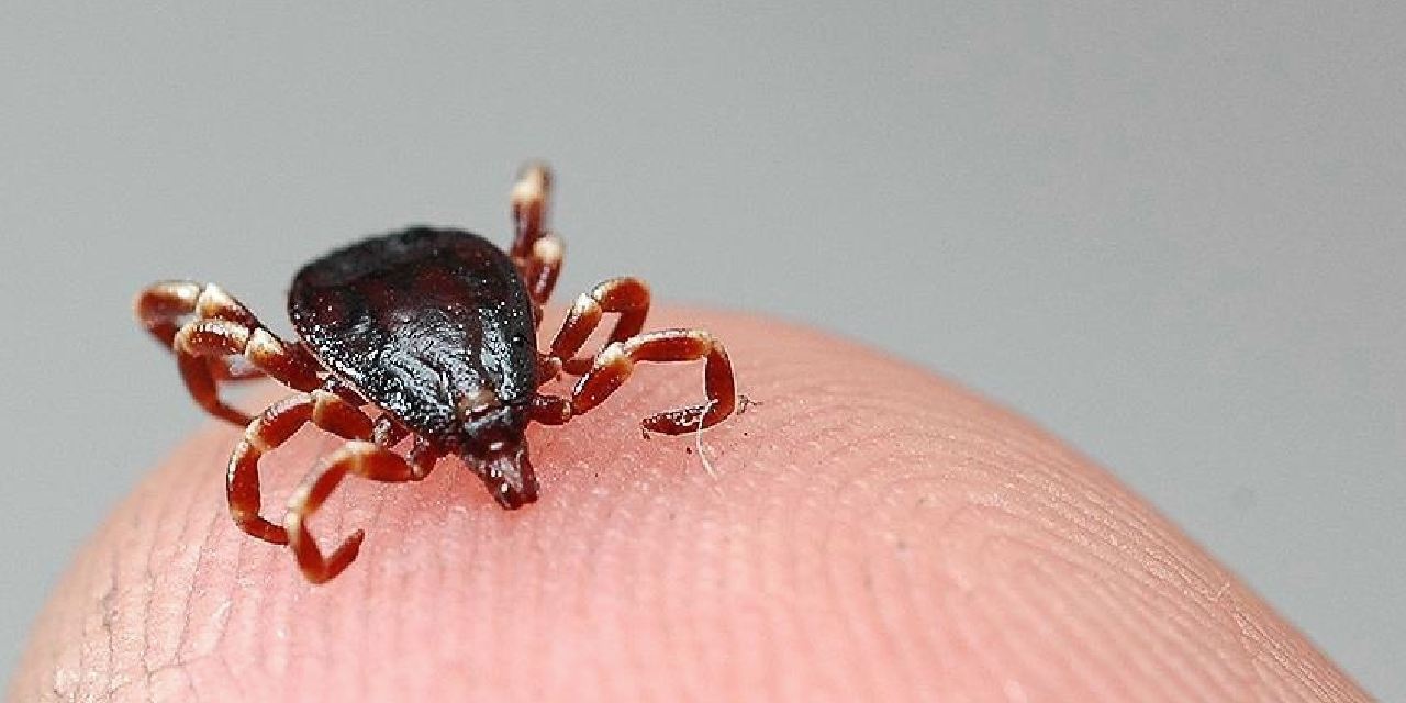 Sağlık Bakanlığı uyardı! İşte 'Kırım Kongo Kanamalı Ateşi'ne karşı dikkat edilmesi gerekenler