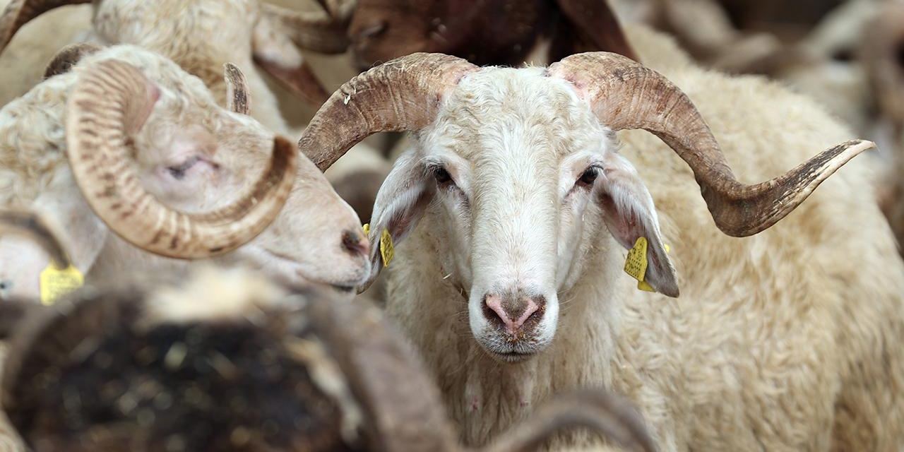 Kurban kesecekler dikkat et! Bu hataları sakın yapmayın