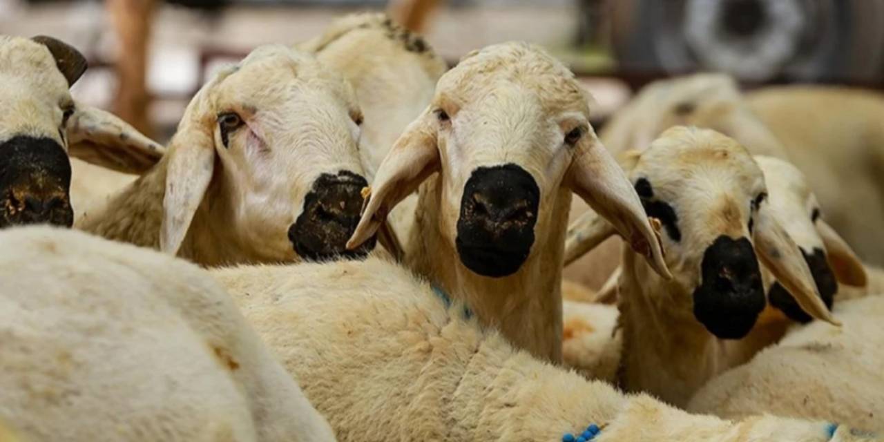 Bayram için küçükbaş kesim yerleri belirlendi