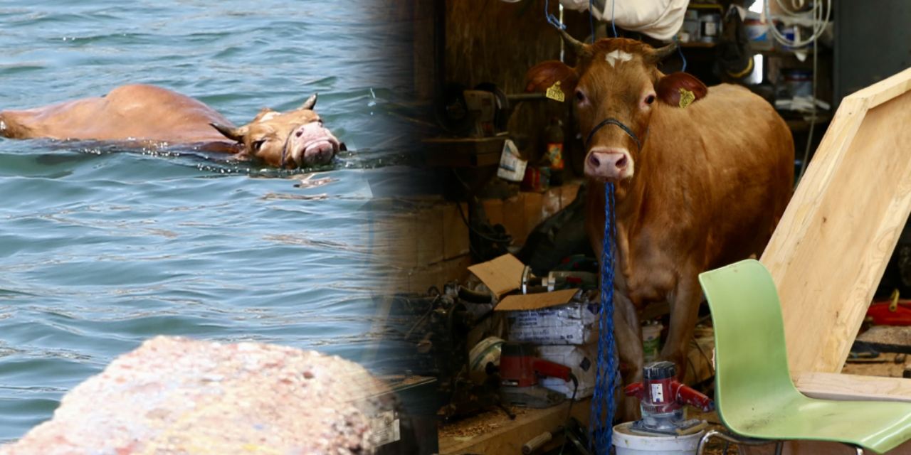 Özgürlüğüne yüzen kurbanlık oltaya takıldı