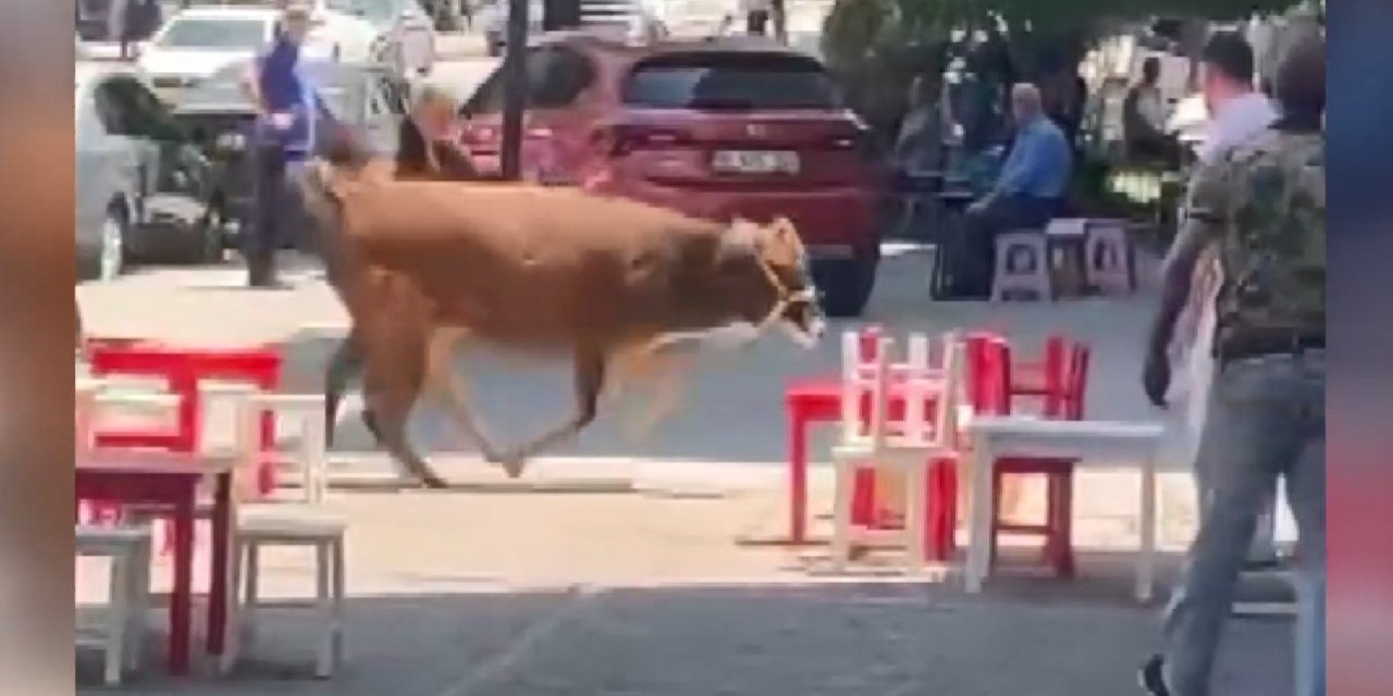 Bursa'da sahibinden kurtulan inek mahalleliyi peşine taktı