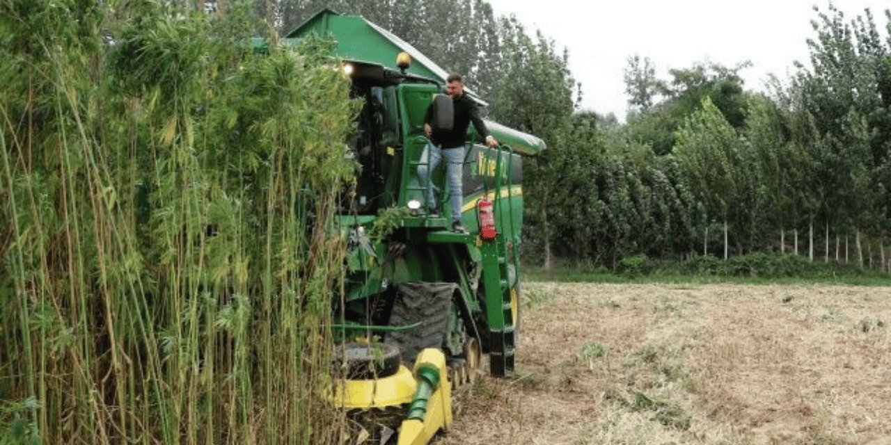 Türkiye'nin ilk endüstriyel kenevirini üreten şirket iflas bayrağı çekti