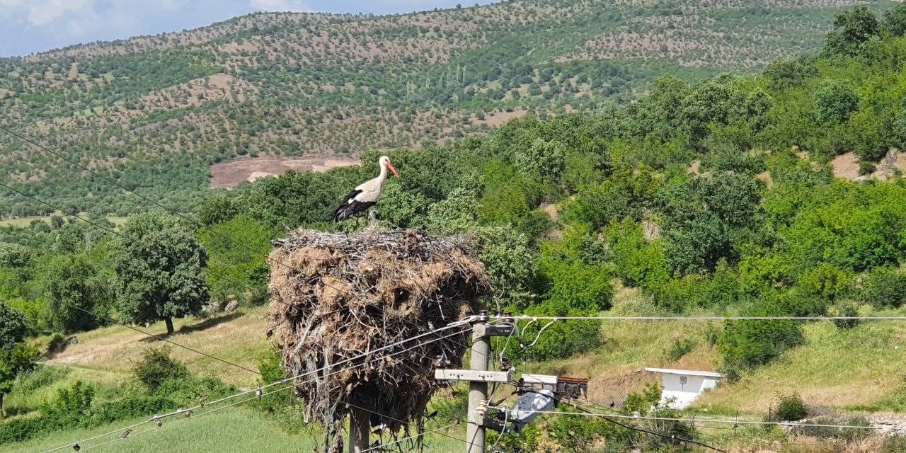 Manisa'da leyleklerin yuva yapabilmesi için enerji hattının yeri değiştirildi