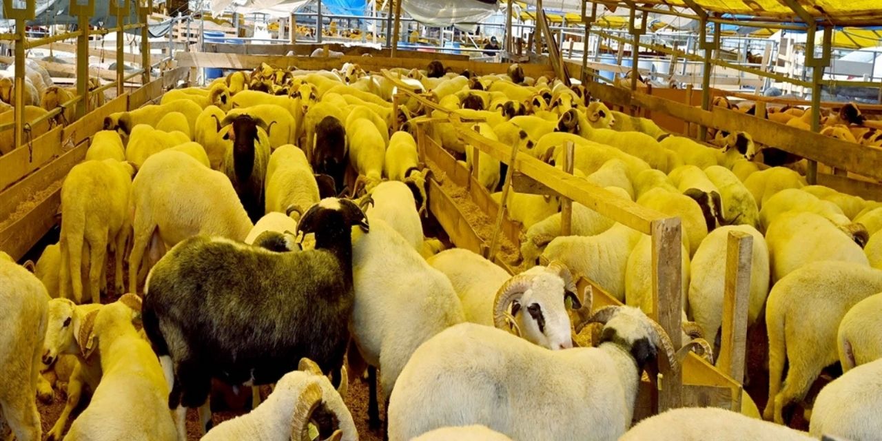"Büyükbaş ve küçükbaş hayvanların büyük çoğunluğu satıldı"
