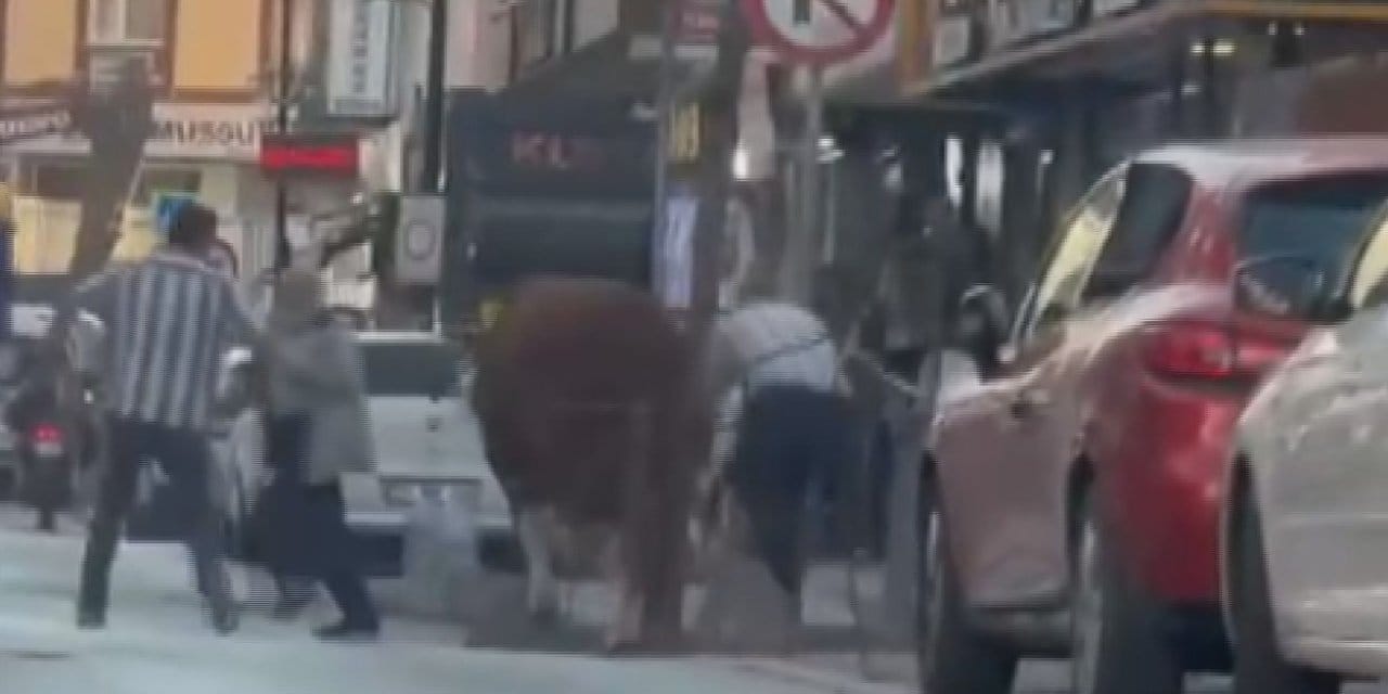 Pazardan kaçan kurbanlık boğa ortalığı birbirine kattı